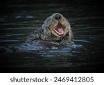 A sea otter is floating, a big smile revealing its tiny, sharp teeth, radiating pure joy. What a delight to witness such a happy and carefree creature enjoying its day in the water.