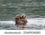 A sea otter floating in a body of water in Quatsino Sound, Vancouver Island, BC Canada.