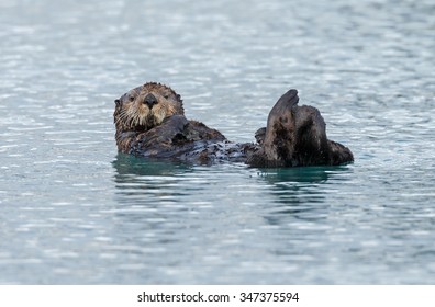 Sea Otter Floating In The Ocean Near Alaska