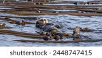 Sea Otter floating on it