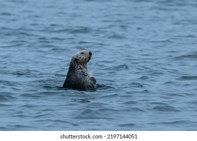 Sea Otter Looking Around 
In The Broughton Archipelago