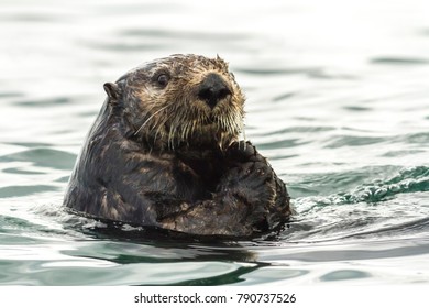 Sea Otter Looking Directly At The Camera. Russia, Kamchatka, Nearby  Cape Kekurny, Russian Bay