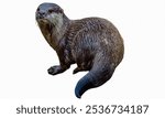 Sea Otter - A marine mammal known for its thick fur and use of tools to crack open shells.