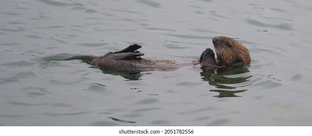 Sea Otter In Moss Landing Harbor In Monterey California Near Santa Cruz Cute Little Otter Eating An Urchin Or A Crab Floating On Its Back With Sleek Fur