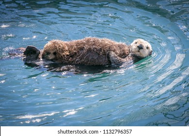 Sea Otter Mother And Cub In Morro Bay California