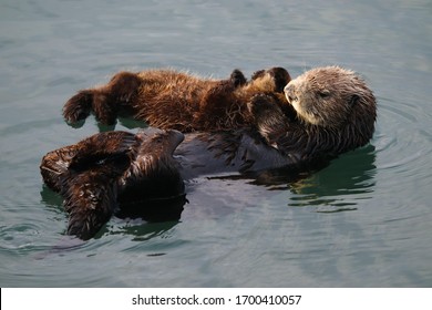 Sea Otter Mother Holding Baby, Close-up