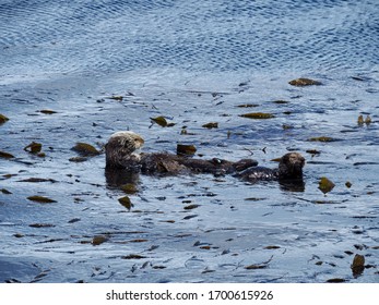 Sea Otter Mother Holding Her Baby In The Water