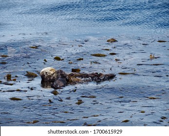 Sea Otter Mother Holding Her Baby In The Water