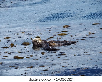 Sea Otter Mother Holding Her Baby In The Water