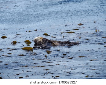 Sea Otter Mother Holding Her Baby In The Water