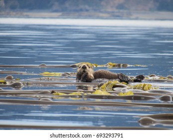 Sea Otter Mother And Pup