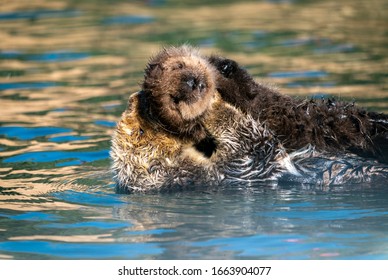 Sea Otter Mother & Pup Floating On The Water