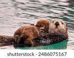 A Sea Otter with newborn pup, Homer, Alaska