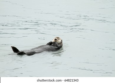 Sea Otter - Pacific - Alaska