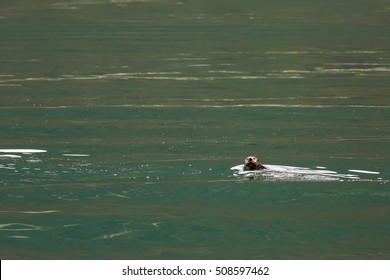 Sea Otter In Pacific Ocean. Water Area Near Kamchatka Peninsula, Russia