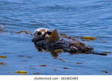 Sea Otter Playing With Kelps Near Morro Rock On California Coast