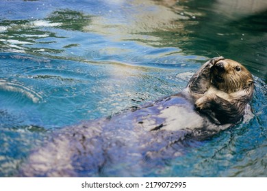 Sea Otter Playing Peek A Boo