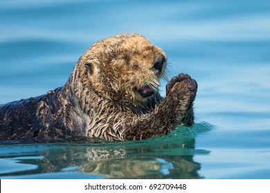 Sea Otter Pray In Alaska Kachemak Bay