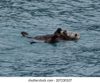 Sea Otter And Pup 