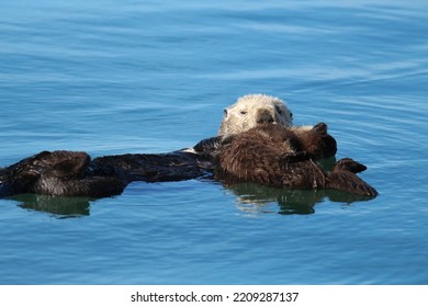 Sea Otter And Otter Pup In The Bay