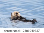 Sea Otter Relax in Water 4K