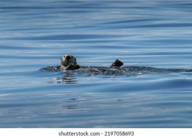 Sea Otter Resting In The Broughton Archipelago