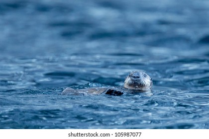 Sea Otter, Russia