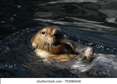 Sea Otter Scratching Face, Vancouver Aquarium