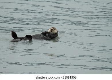 Sea Otter - Seward / Alaska