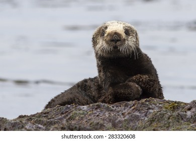 Sea Otter Sitting On A Rock On The Shore Of The Island