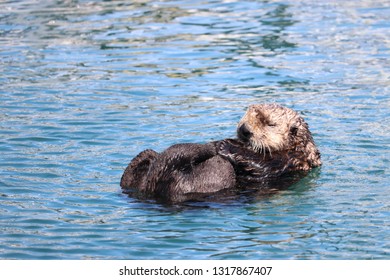 Sea Otter Sleeping