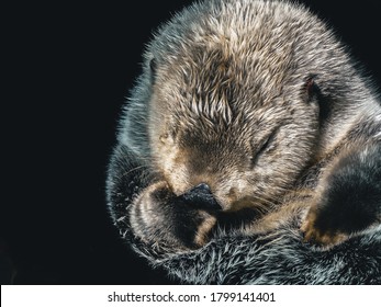 Sea Otter Sleeping In Dark Water