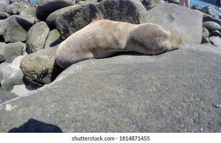 A Sea Otter Sleeping At La Jolla Cove