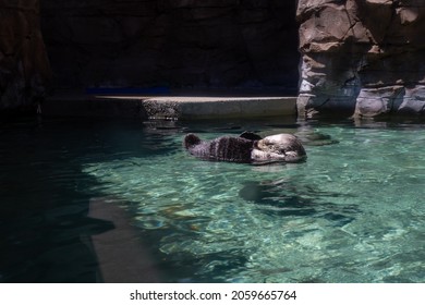 Sea Otter Sleeping On The Water In Seattle Aquarium.