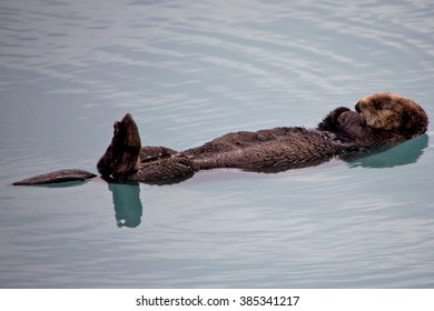 Sea Otter Sleeping On Water