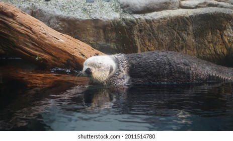 Sea Otter Sleeping Resting On Log Near River Side