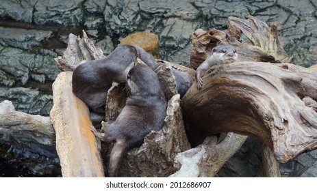 Sea Otter Sleeping Resting On Log Near River Side