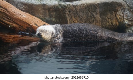 Sea Otter Sleeping Resting On Log Near River Side