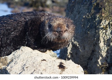 A Sea Otter Standing On A Rock At Low Tide On A Winter Sunny Day