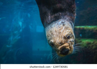 Sea Otter Swimming At The Aquarium Of The Pacific, Monterey Bay