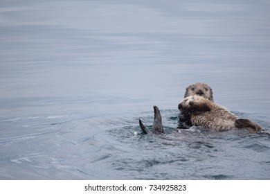 Sea Otter Swimming With Baby Sea Otter, Homer Alaska