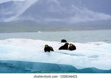 Sea Otter, Valdez, Alaska