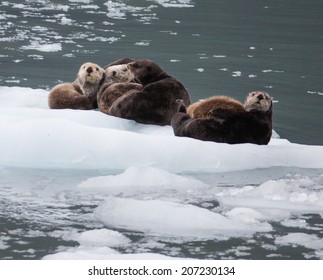 Sea Otters