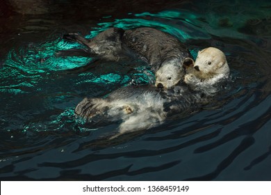 Sea Otters Enhydra Lutris Swimming Sea Stock Photo Shutterstock