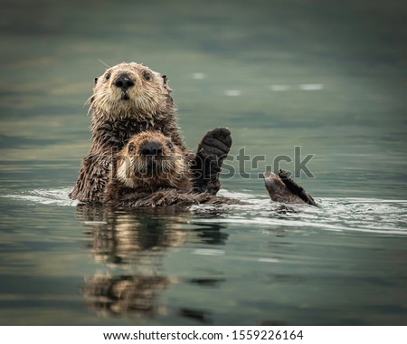 Sea Otters in Kodiak Alaska