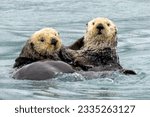 Sea Otters playing in Prince William Sound, Alaska, USA