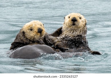 Sea Otters playing in Prince William Sound, Alaska, USA