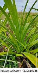 The Sea Pandan Plant Belongs To The Order Pandanales, Family Pandanaceae. The Leaves Are Green