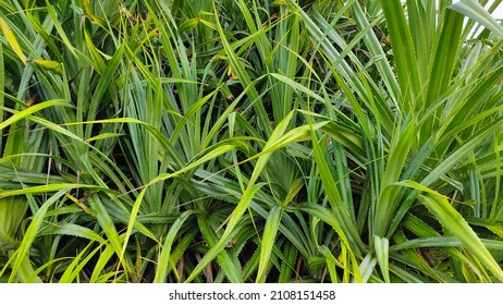 The Sea Pandan Plant Belongs To The Order Pandanales, Family Pandanaceae. The Leaves Are Green