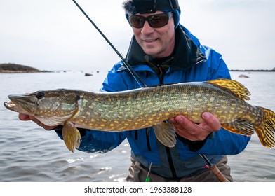 Sea Pike Trophy On The Flyrod